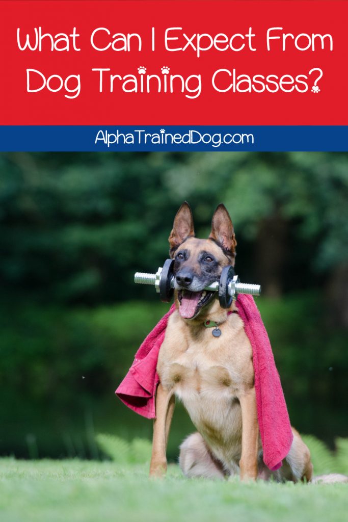 What can I expect from dog training classes? If you're a new puppy parent, you might be wondering the same thing. Read on to find out!