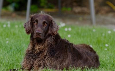 What Can I Expect From Dog Training Classes?