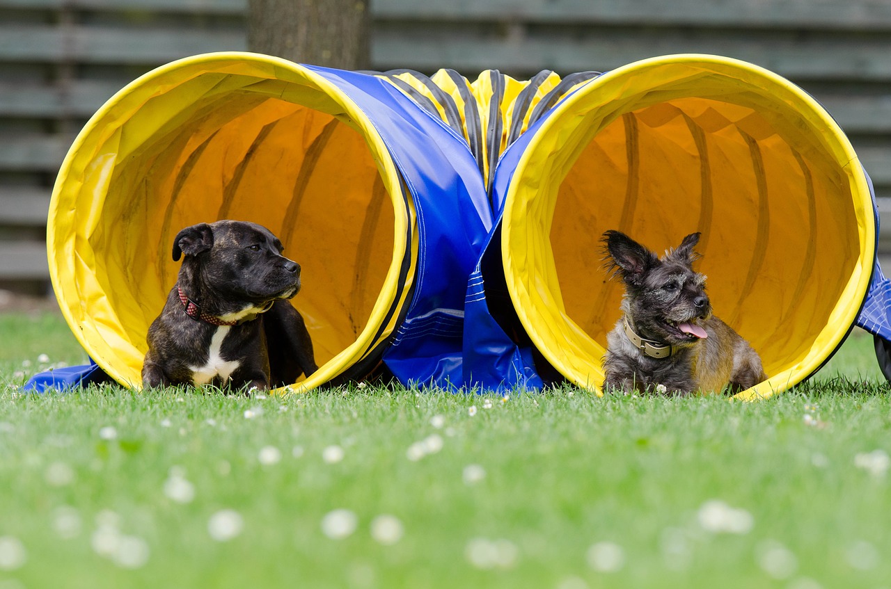 what equipment is used in dog agility