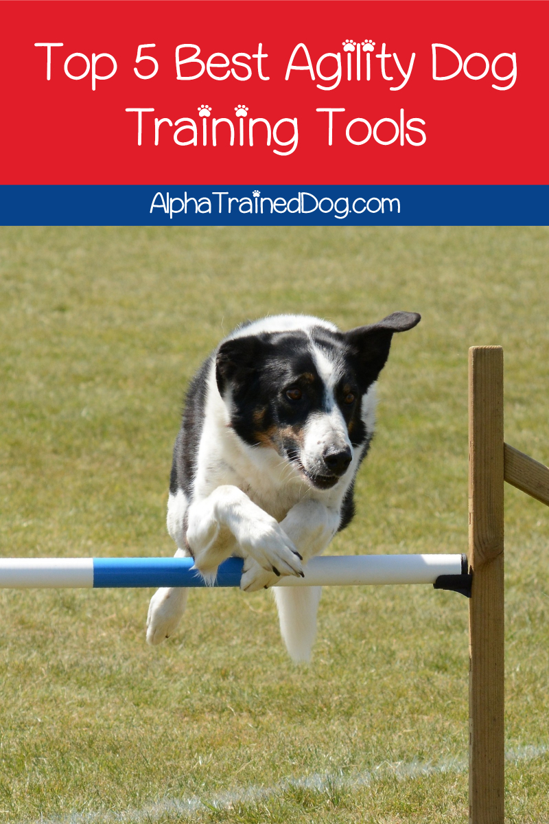 Top 5 Best Agility Training Tools for Dogs Alpha Trained Dog