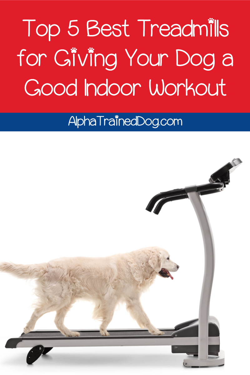 Top 5 Best Dog Treadmills to Give Fido a Good Workout Alpha Trained Dog