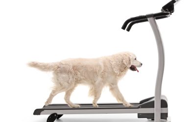 Top 5 Best Dog Treadmills to Give Fido a Good Workout
