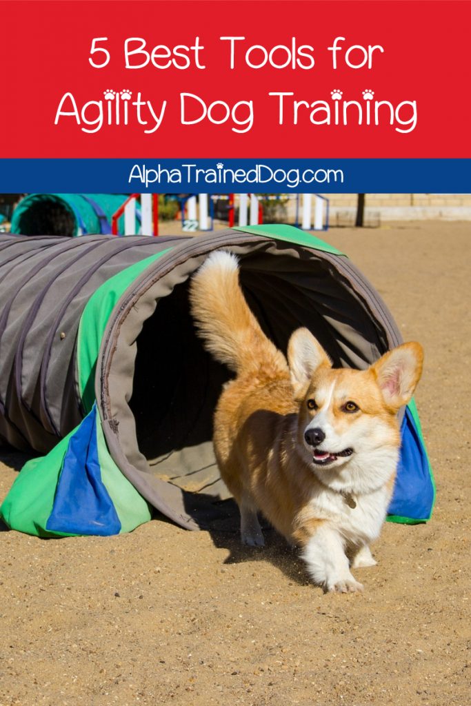 What are the best agility training tools for dogs? Read on to discover our top five favorite tools to use in your coursework!