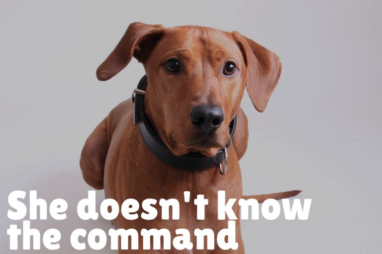 This is Why Your Dog Won’t Come When Called Alpha Trained Dog