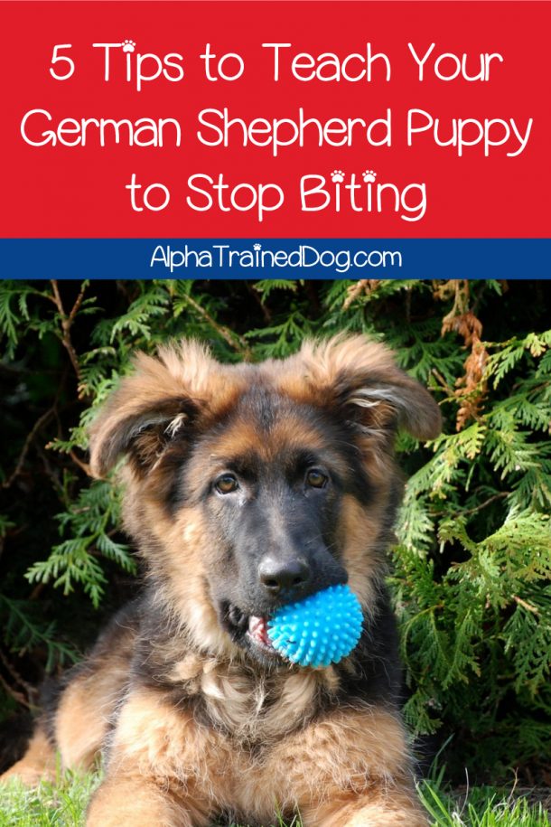 How to Get a German Shepherd to Stop Biting While Teething - Alpha ...