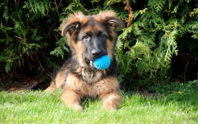 How to Get a German Shepherd to Stop Biting While Teething