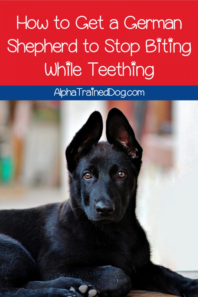 How to Get a German Shepherd to Stop Biting While Teething Alpha