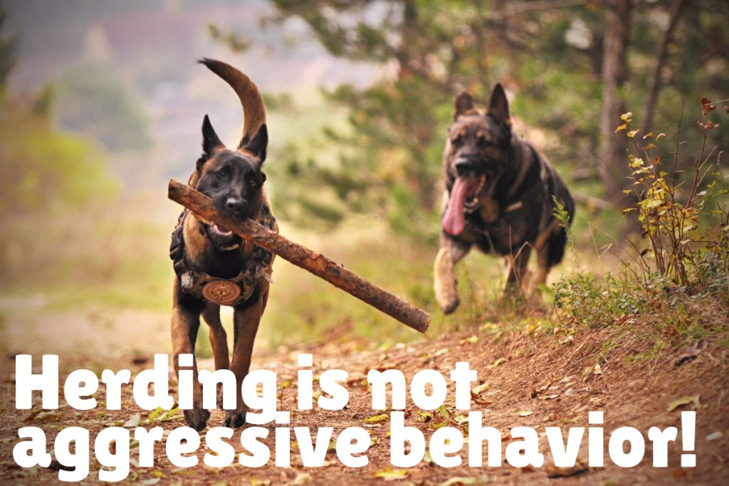 Herding is NOT alpha behavior nor is it a sign of aggression