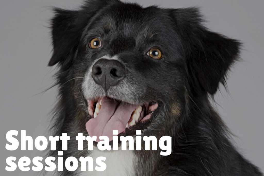 What are some of the most vital dog training tips? Read on to discover 10 things every pet parent should know while training their dog!