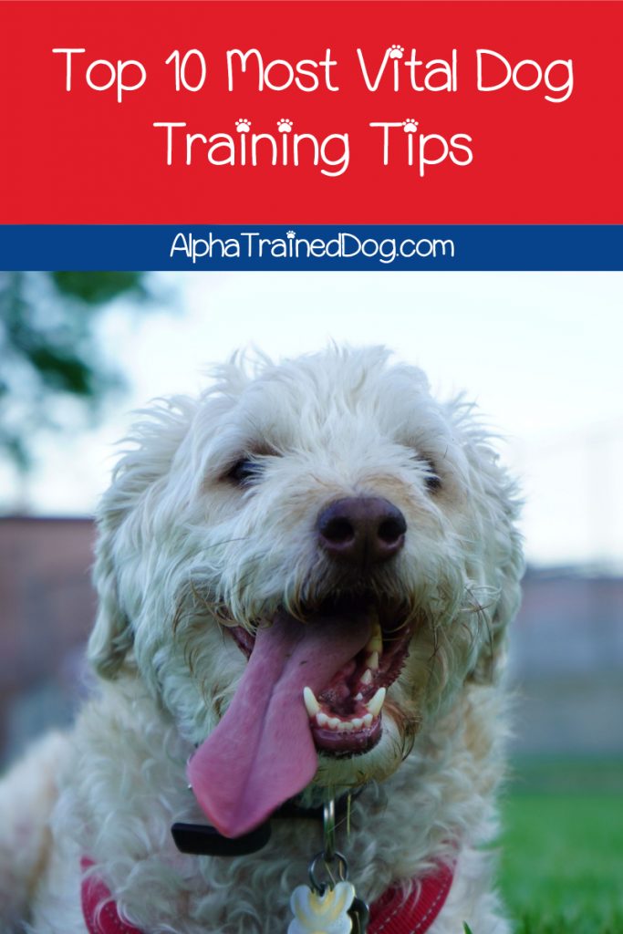 What are some of the most vital dog training tips?”

Before you even start training, you’ll want to know the answer to that question.

Don’t worry, I’ve got you covered!

Today, we’ll go over the top 10 most important training tips every dog owner should know.