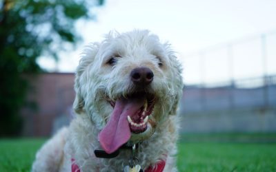How to Save Money on Dog Training Bills