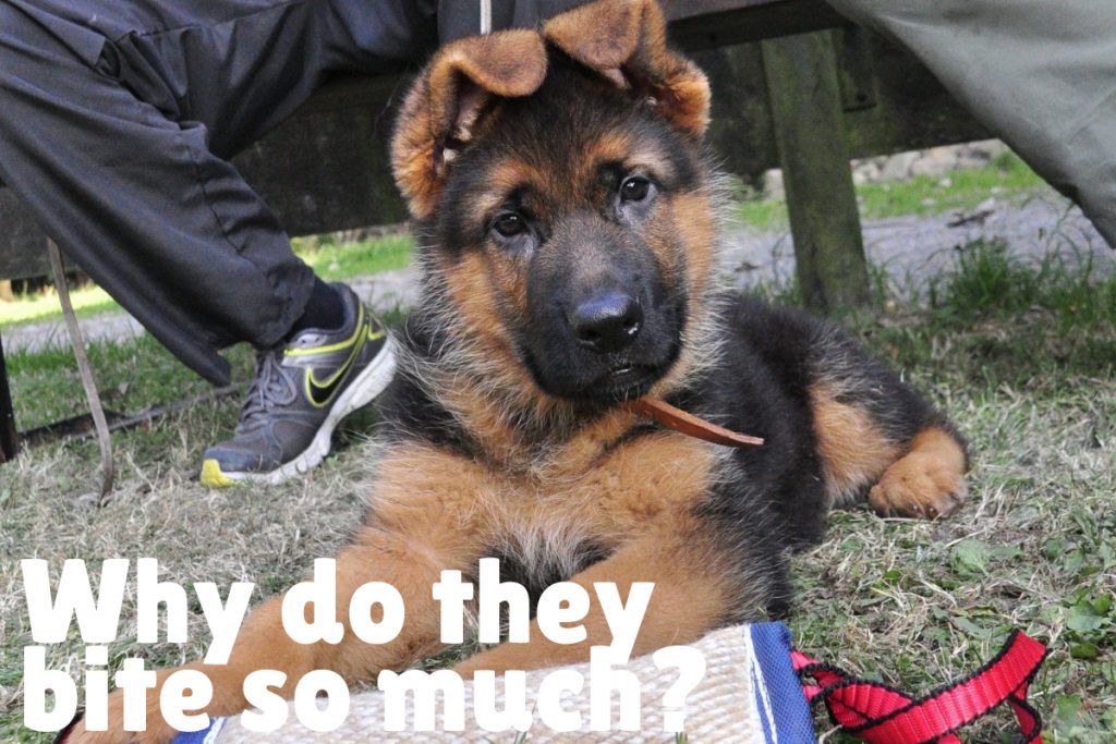 german shepherd puppy biting feet