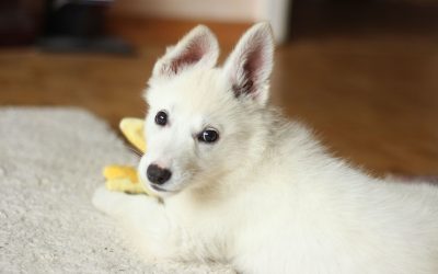 What is the WORST Way to Train a Dog?