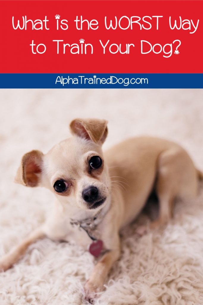 What is the worst way to train a dog? The simple answer: anything that uses pain or fear. Read on to find out why they're so damaging to your dog!