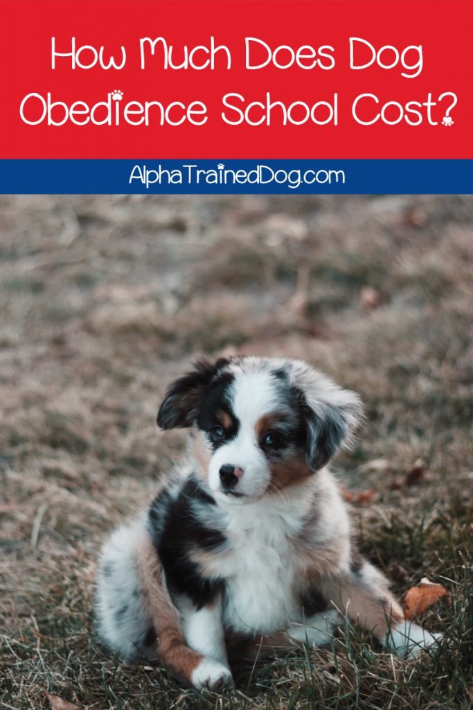 How much does dog obedience school cost? Find out the typical fee range for 10 different types of dog training classes from basic to advanced schooling! 