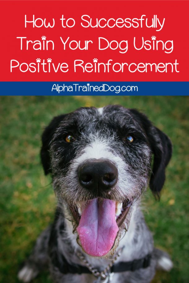 How to Successfully Train Your Dog Using Positive Reinforcement Alpha