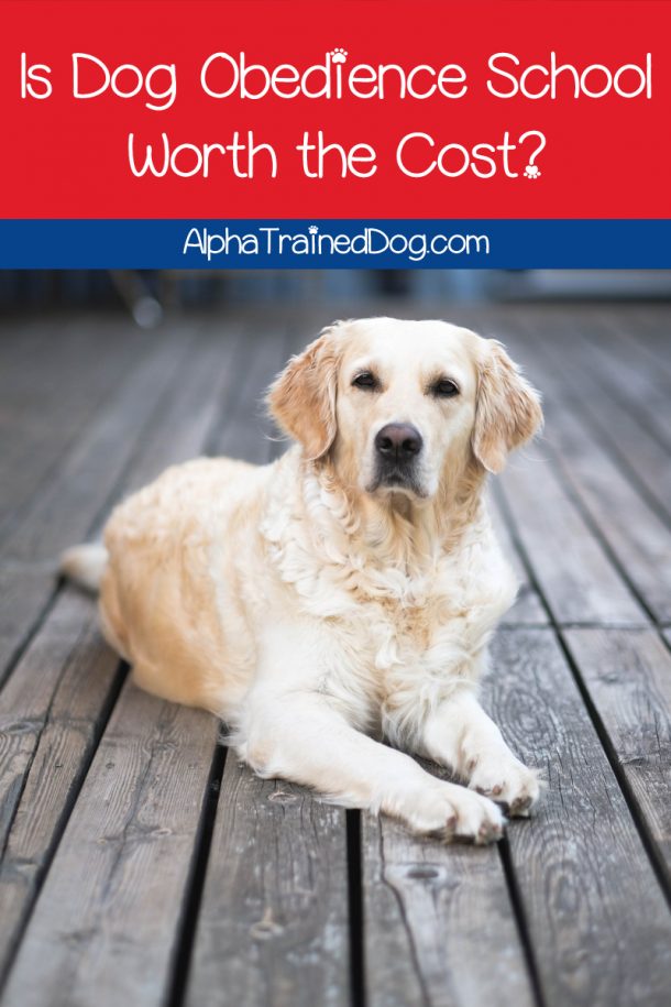 How Much Does Dog Obedience School Cost? Alpha Trained Dog