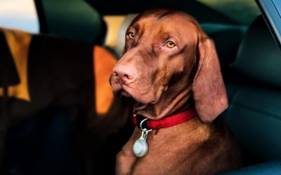 How Much Does Dog Obedience School Cost?
