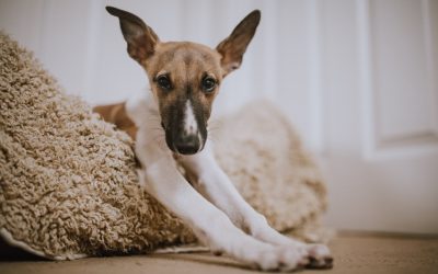 What Is Science Based Dog Training?