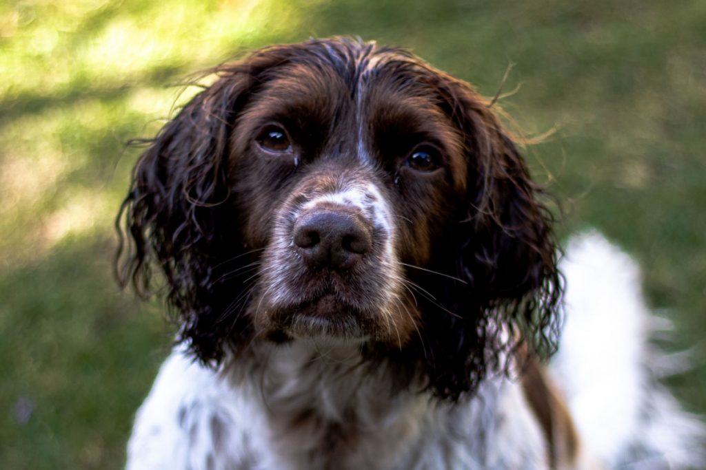 dog walking on treadmill
