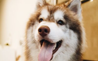Top 3 Cheap Dog Treadmills  (under $500)