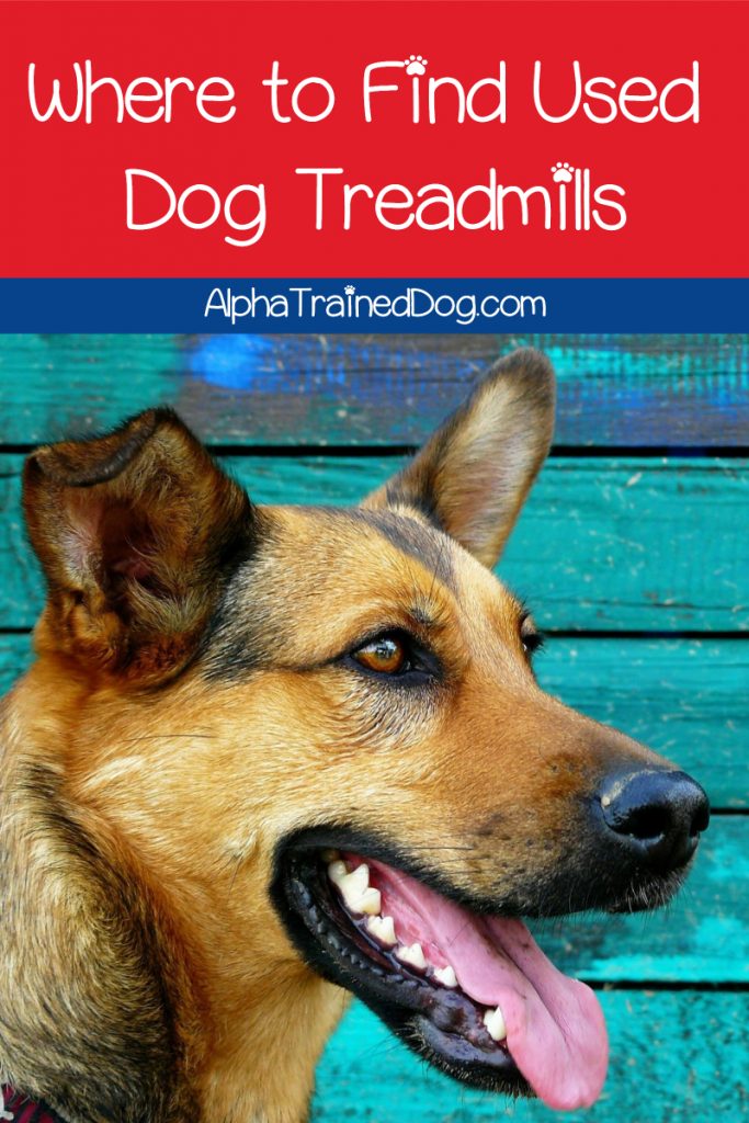 Looking for the best places to find dog treadmills used? Read on for our top five ideas, plus find out why you'd want to consider used in the first place!