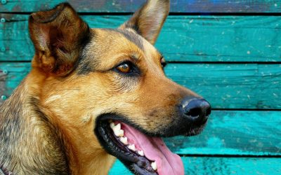 Where to Find the Best Used Dog Treadmills