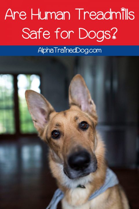 Can Dogs Use Human Treadmills? - Alpha Trained Dog
