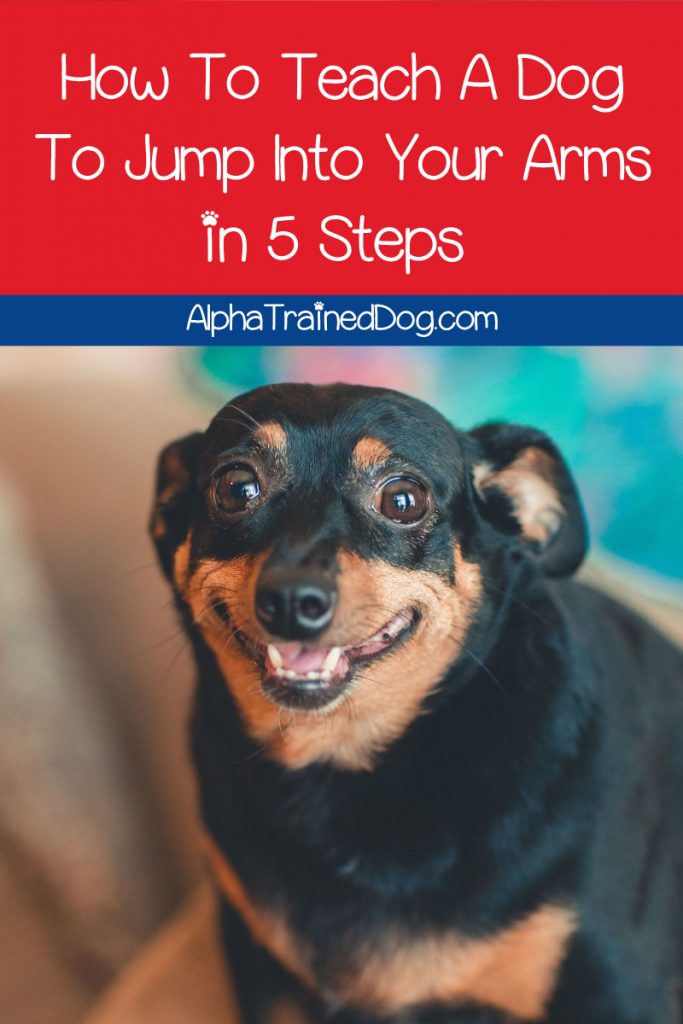 If you're looking for a cute trick to teach your pup, you'll love our guide on how to teach your dog to jump into your arms! It only takes 5 steps!