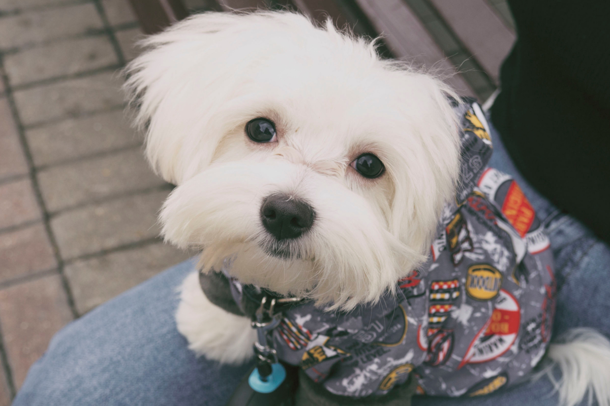 How To Teach A Dog To Jump Into Your Arms (With Videos)