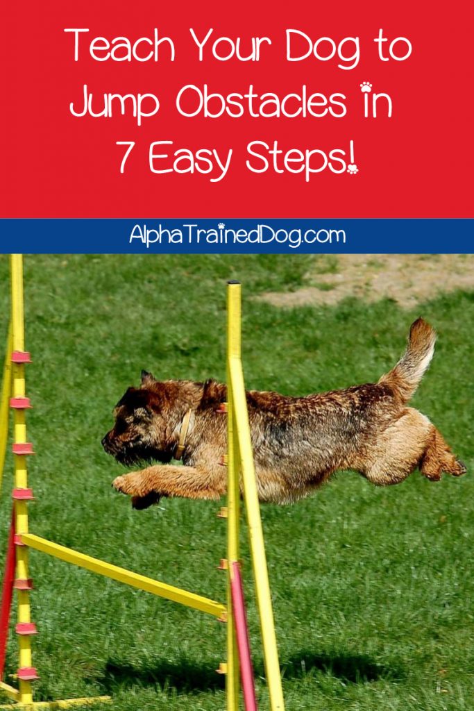 Learning how to teach your dog to jump over hurdles is surprisingly easy when you follow our 7-step guide. Check it out now!