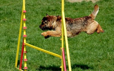 How To Teach Your Dog To Jump Over Hurdles (With Videos)