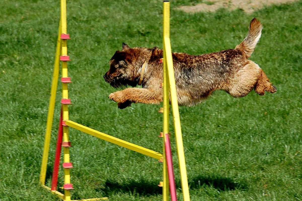 how do you train a dog to jump obstacles