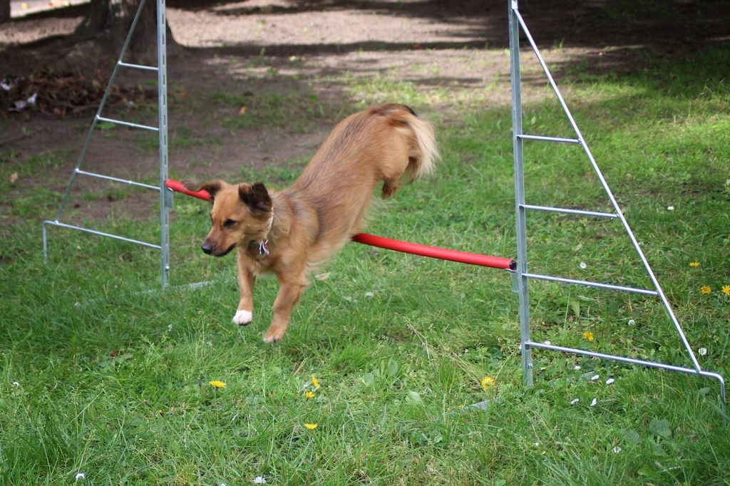 Dog Hurdle Reviews 10 Great Picks for Agility Training