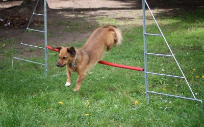 Dog Hurdle Reviews: 10 Great Picks for  Agility Training