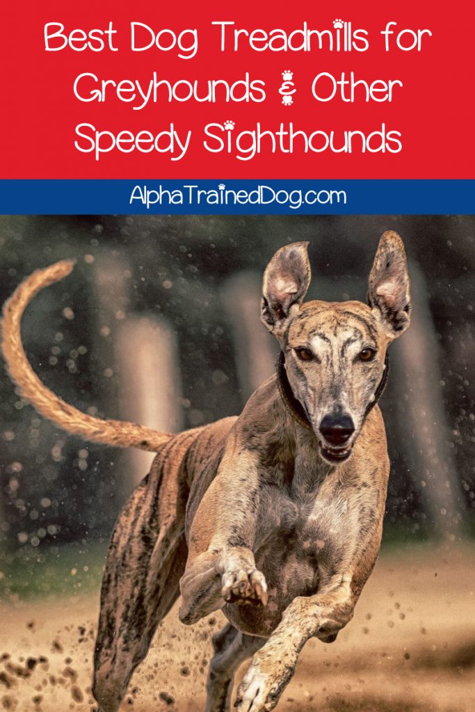 If you're struggling to find the best dog treadmills for greyhounds and other speedy sighthounds, let me help you out! Read on for the top 3 picks that are worth the investment! 