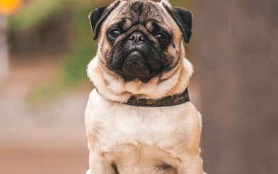7 Ways to Exercise Your Dog When You Are Disabled