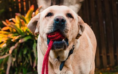 How to Teach a Dog to Jump Rope