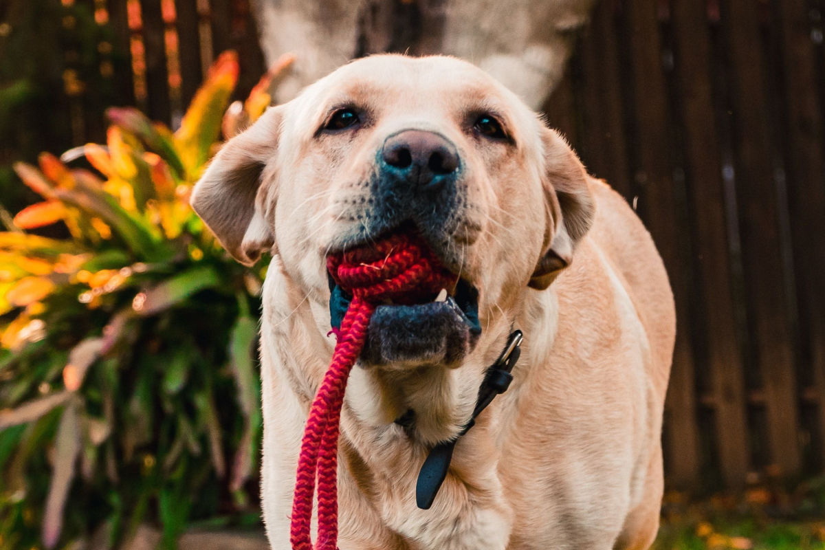 How to Teach a Dog to Jump Rope Alpha Trained Dog