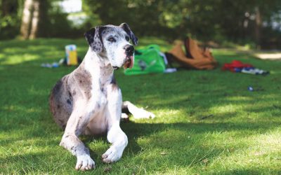 Top 3 Best Dog Treadmills for Large Breeds