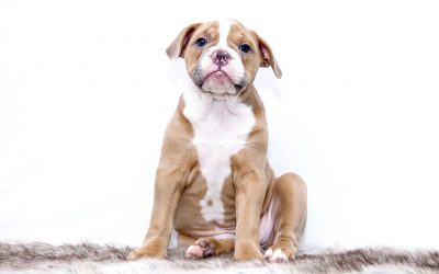 Top 8 Best Puppy Agility Equipment Kits