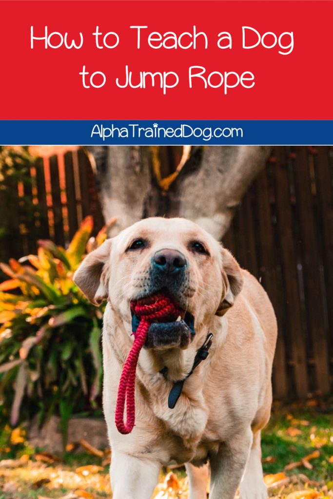 Want to know how to teach a dog to jump rope? While he may never master Double Dutch, you can train him the basics of the classic schoolyard game. See how!