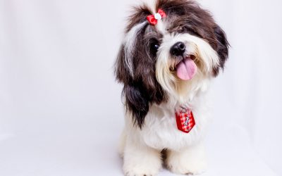 5 Best Dog Treadmills for Puppies & Small Breeds