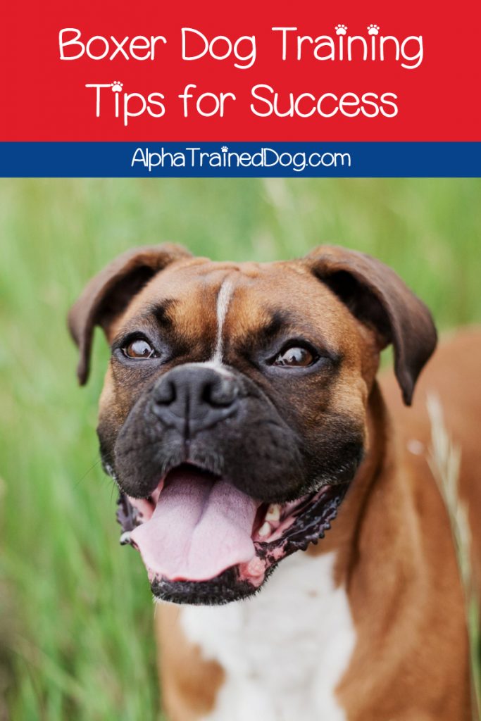 If you’re looking for the best tips on boxer dog training, we’ve got you covered! Read on to learn how to teach your pup the most important basic commands.