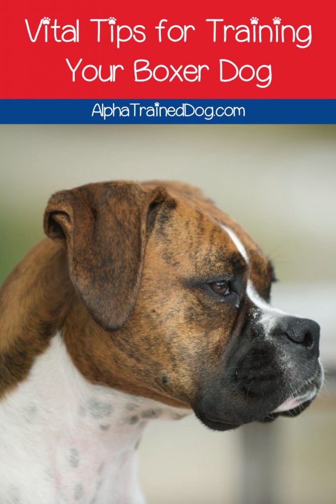 If you’re looking for the best tips on boxer dog training, we’ve got you covered! Read on to learn how to teach your pup the most important basic commands.