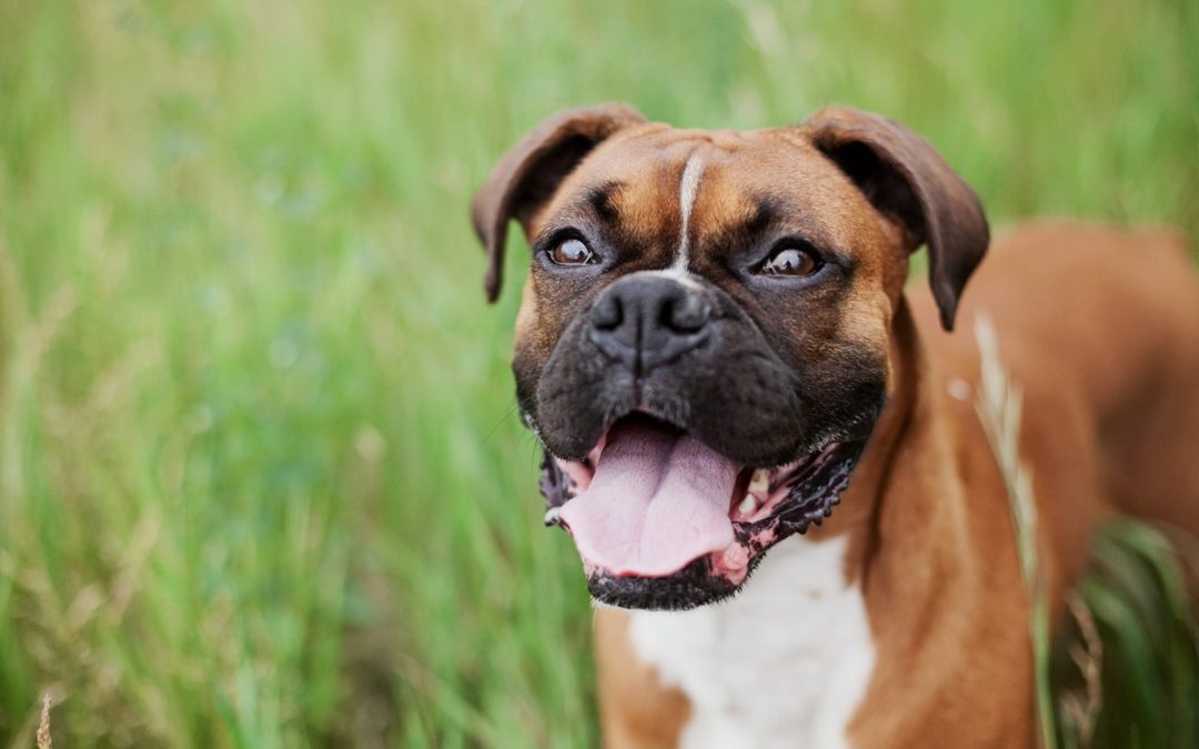 Boxer Dog Training Tips for Success