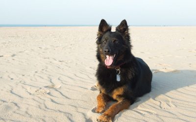 What is the Best Size Crate for a German Shepherd Puppy?