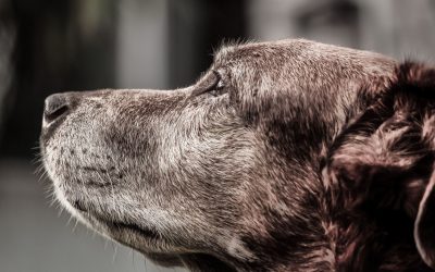 Dog Treadmills for Older Dogs: Are They Safe?