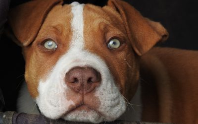 Best Dog Treadmills for Pitbulls & Other Medium Dogs