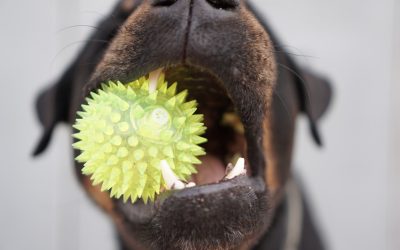 9 Ways to Exercise Your Dog Indoors (with Videos)